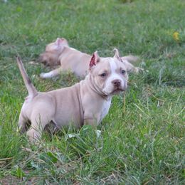Lancelot - Red sable male American Bully puppy in Orlinda, Tennessee from SimplyBullies