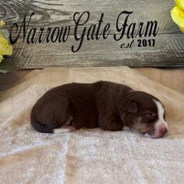 Girl 3 - White and red female Border Collie puppy in Moody, Texas from Narrow Gate Farm