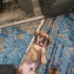 Jingles miniature dachshund - Red male Dachshund puppy in Queen Creek, Arizona from Wigglebutts Miniature Dachshund Az