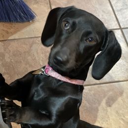 Dolly - Dachshund