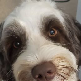 Portuguese Water Dogs from Atlantis Puppies