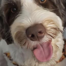 Portuguese Water Dogs from Atlantis Puppies
