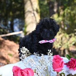 Cavapoo, Cockapoo, and Poodle Puppies from Heavenly Puppies to Love