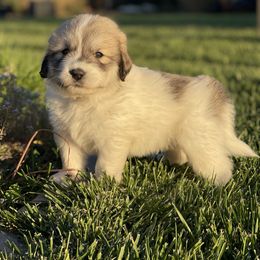 Boy 3 - White and badger male Great Pyrenees puppy in Cedar City, Utah from Forestwood Farms Great Pyrenees
