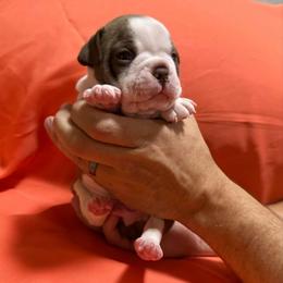 Rudolph - Red male Boston Terrier puppy in Kingsport, Tennessee from Dreamweaver Bostons