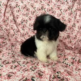 Delilah - Black and white female Shih Tzu puppy in Shawnee, Oklahoma from Black Velvet Shih Tzu