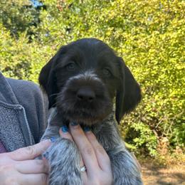 Purple Collar - Liver and white female German Wirehaired Pointer puppy in Oregon City, Oregon from German Wirehaired Versatility Dogs