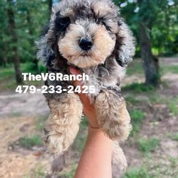 Aussiedoodle, Bernedoodle, Sheepadoodle, and Shichon Puppies from V6 Ranch Dogs