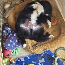Australian Shepherd and Miniature Australian Shepherd Puppies from Cara Harker