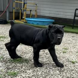 1ST pick FEMALE - female Cane Corso puppy in Crossville, Tennessee from CANE CORSO DI DROGHEDA LLC