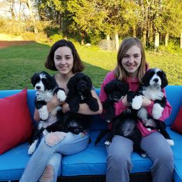 Portuguese Water Dog Puppies from Allegiance Portuguese Water Dogs
