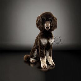 Indi - Poodle