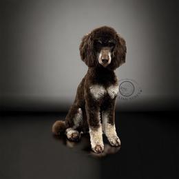 Indi - Poodle
