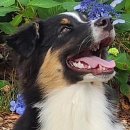 Stevie - Black tri-color male Australian Shepherd puppy in Plympton, Massachusetts from Silverchip Aussies