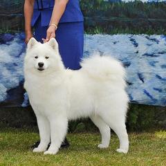 Samoyeds from Aladdin Samoyeds