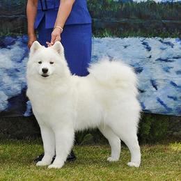 Samoyeds from Aladdin Samoyeds