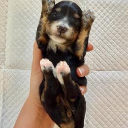 Tricolor Female 2 - Tri-color female Bernedoodle puppy in Brooksville, Florida from Kruger Doodles