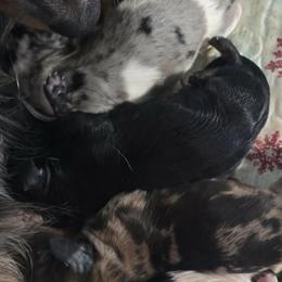 Boy 2 - Cream male Dachshund puppy in Port Charlotte, Florida from Vicki's Dachshund Crossing