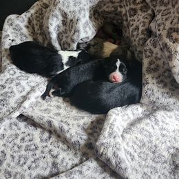 Miniature Australian Shepherd Puppies from Carter's Cuties