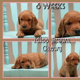 Chewy - Dark golden female Golden Retriever puppy in Driggs, Idaho from SK Golden Retrievers