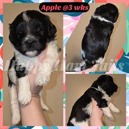 Apple- 2nd born - Black and white female Havanese puppy in Kansas City, Missouri from Happy Havi Tails