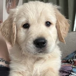 Golden Retriever Puppies from Loposky Goldens