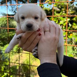 Clover - Yellow female Labrador Retriever puppy in Auburn, California from Gold Country Chihuahuas