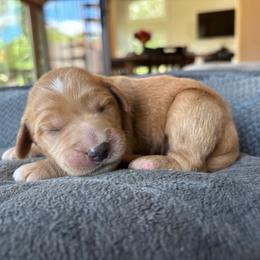 Boy 5 - Cream male Goldendoodle puppy in Mattawan, Michigan from Doodifuldoods