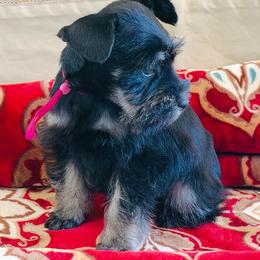 Willow - Black and silver female Miniature Schnauzer puppy in Moreauville, Louisiana from Bayou Schnauz and Dals