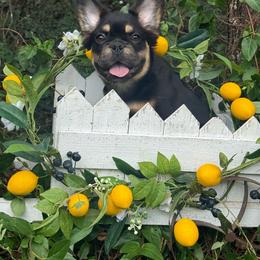 Bertha - Black and tan female French Bulldog puppy in Tulsa, Oklahoma from EvergreenEliteKennel