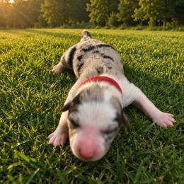 Miss Red - Blue merle female Border Collie puppy in San Tan Valley, Arizona from Sherry's Border Collies