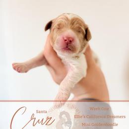 Cruz - Parti male Goldendoodle puppy in California City, California from Summer Sun Doodles