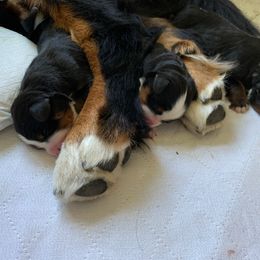 Bernese Mountain Dog Puppies from Locust Hill Berners