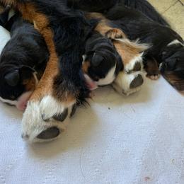 Bernese Mountain Dog Puppies from Locust Hill Berners