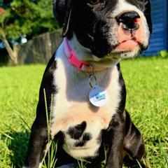 Itty Bitty - Brindle female Boxer puppy in Pass Christian, Mississippi from Amanda's Boxers