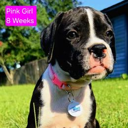 Itty Bitty - Brindle female Boxer puppy in Pass Christian, Mississippi from Amanda's Boxers