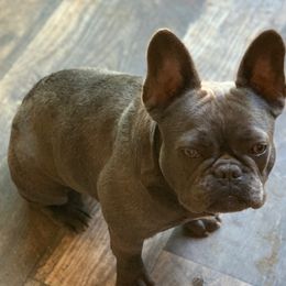 JG - French Bulldog