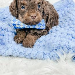 Rolo - Brown and tan male Cockapoo puppy in Otisville, Michigan from Danie’s Darling Doodles LLC