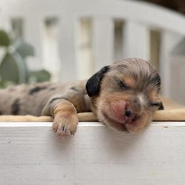 Amina - Dapple female Dachshund puppy in Goodyear, Arizona from D&C Royal Dachshunds LLC