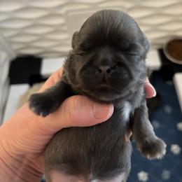 Stephanie - Blue female Shih Tzu puppy in Springboro, Ohio from Shih Tzus of Springboro LLC.