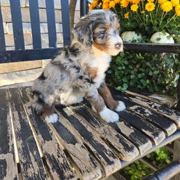 Daisy - Blue merle female Bernedoodle puppy in Holtwood, Pennsylvania from Country Ridge Puppies