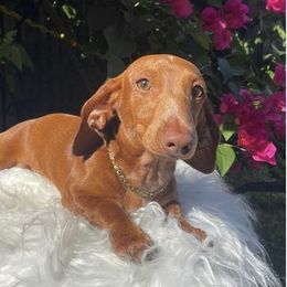 Rambo - Dachshund