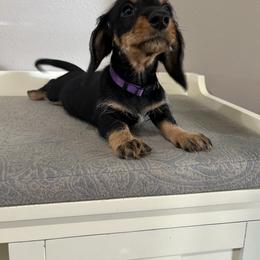 Boy 1 - male Dachshund puppy in New Caney, Texas from Liberty Dachs