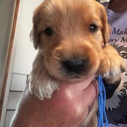 Mr Blue - Dark golden male Golden Retriever puppy in Stratton, Colorado from Anam Cara Retrievers