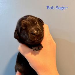 Bob Seger - Black male Newfoundland puppy in Tully, New York from Bear Paw Newfoundlands