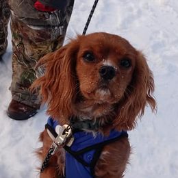 Cavalier King Charles Spaniels from Meraki Cavs