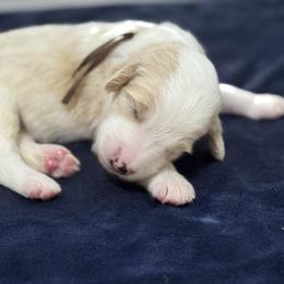 Goldendoodle Puppies from Unike Puppies