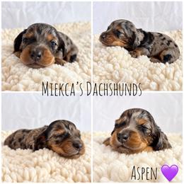 Aspen - Dapple female Dachshund puppy in Orem, Utah from Miekca’s Dachshunds