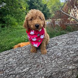 Red Bow - Apricot male Goldendoodle puppy in Germantown, Maryland from Honey Blossom Doodles
