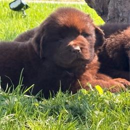 Brown Female - Brown female Newfoundland puppy in New York from Johnson Farms